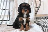 Faith, a female Cavapoo for sale in Millersburg, OH – Photo 2 of 5