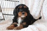 Faith, a female Cavapoo for sale in Millersburg, OH – Photo 1 of 5