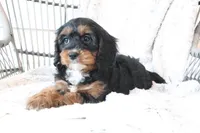 Faith, a female Cavapoo for sale in Millersburg, OH – Photo 4 of 5