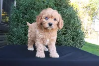 Kip, a male Cavapoo for sale in Millersburg, OH – 4 of 5