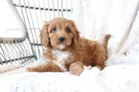 Asher, a male Cavapoo for sale in Millersburg, OH – Photo 5 of 6