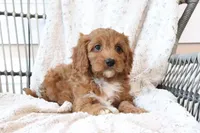 Asher, a male Cavapoo for sale in Millersburg, OH – Photo 2 of 6