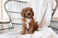 Asher, a male Cavapoo for sale in Millersburg, OH – Photo 4 of 6