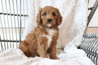 Asher, a male Cavapoo for sale in Millersburg, OH – Photo 1 of 6