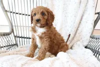 Asher, a male Cavapoo for sale in Millersburg, OH – Photo 3 of 6