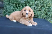 Kade, a male Cavapoo for sale in Millersburg, OH – 5 of 5