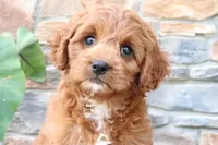 Lenny, a male Cavapoo for sale in Millersburg, OH – 3 of 6