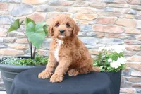 Lenny, a male Cavapoo for sale in Millersburg, OH – 5 of 6