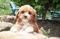 Leo, a male Cavapoo for sale in Millersburg, OH – 6 of 6
