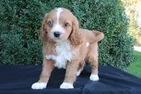 Kori, a male Cavapoo for sale in Millersburg, OH – 2 of 5