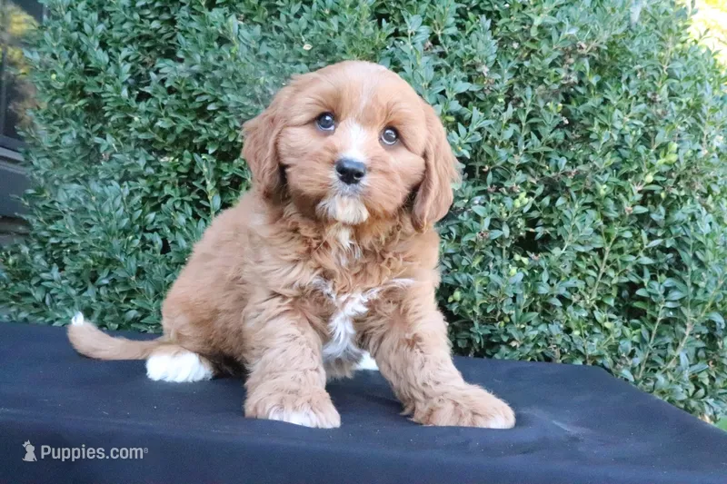 Kade – Cavapoo puppy for sale in Millersburg, OH
