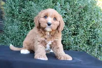 Kade, a male Cavapoo for sale in Millersburg, OH – 1 of 5