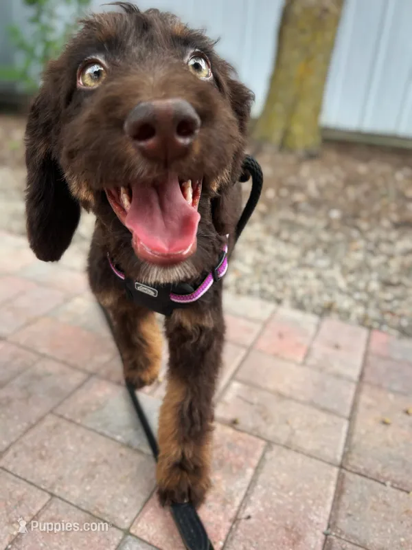 🤎 Mocha 🤎 – Aussiedoodle, Bernedoodle puppy for sale in Lansing, MI