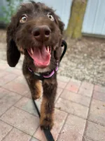 🤎 Mocha 🤎, a female Aussiedoodle and Bernedoodle for sale in Lansing, MI – 6 of 10