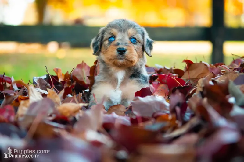 🍃🍂 Billie 🍂🍃 – Aussiedoodle, Bernedoodle puppy for sale in Lansing, MI