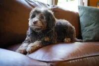 🤎 Kit 🤎, a female Miniature Bernedoodle and Miniature Aussiedoodle for sale in Lansing, MI – 8 of 10