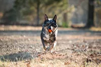 🎁🎄 Riot 🎄🎁, a female Border Collie and German Shepherd Dog for sale in Lansing, MI – Photo 6 of 6