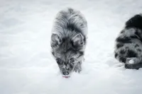 🎁🎄 Riot 🎄🎁, a female Border Collie and German Shepherd Dog for sale in Lansing, MI – Photo 3 of 6