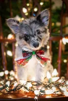 🎁🎄 Riot 🎄🎁, a female Border Collie and German Shepherd Dog for sale in Lansing, MI – Photo 1 of 6