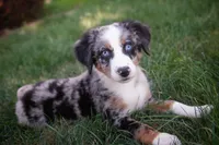 🔥 Smokey 🔥, a male Aussiedoodle and Bernedoodle for sale in Lansing, MI – Photo 2 of 4