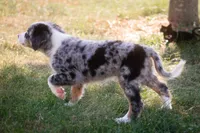 🔥 Smokey 🔥, a male Aussiedoodle and Bernedoodle for sale in Lansing, MI – Photo 4 of 4