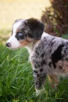 🔥 Smokey 🔥, a male Aussiedoodle and Bernedoodle for sale in Lansing, MI – Photo 1 of 4