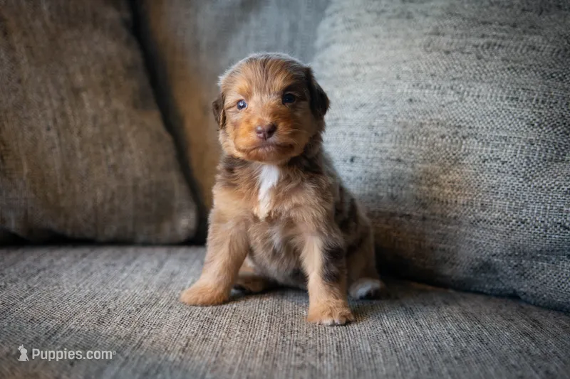 Dolly – Aussiedoodle, Bernedoodle puppy for sale in Lansing, MI