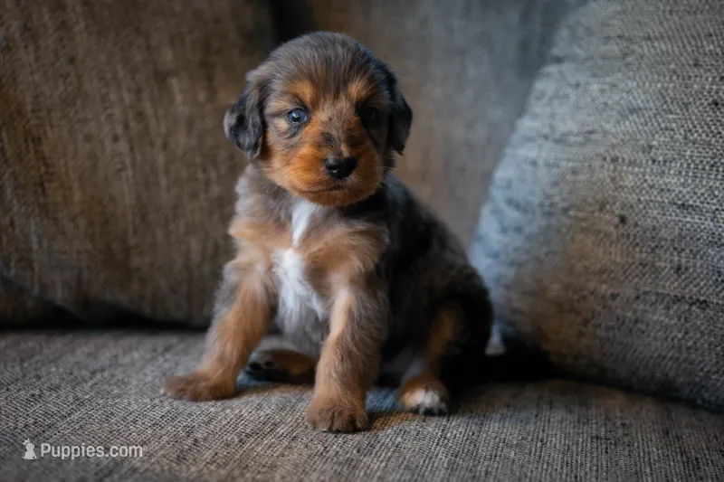 Billie – Aussiedoodle, Bernedoodle puppy for sale in Lansing, MI