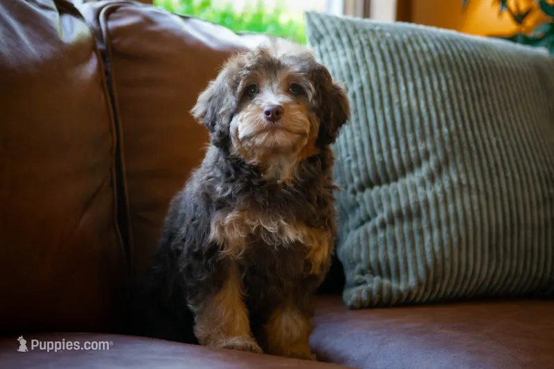 🤎 Kit 🤎 – Aussiedoodle, Miniature Aussiedoodle puppy for sale in Lansing, MI