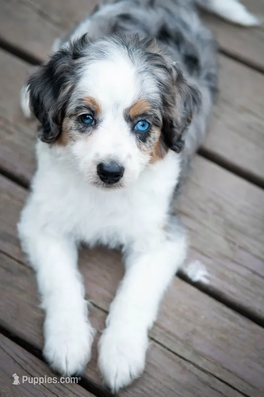 🕊️ Yuki 🕊️ – Aussiedoodle, Miniature Aussiedoodle puppy for sale in Lansing, MI
