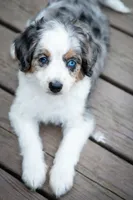 🕊️ Yuki 🕊️, a female Aussiedoodle and Miniature Aussiedoodle for sale in Lansing, MI – 5 of 7