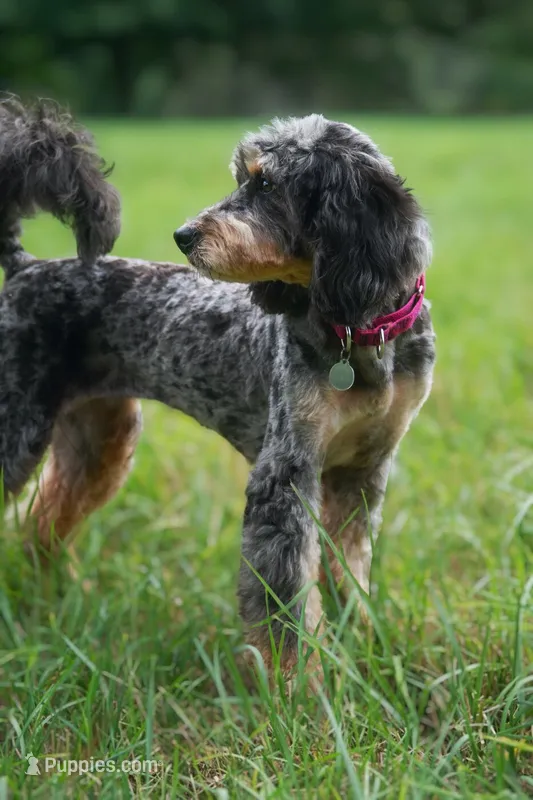 London – Bernedoodle, Miniature Bernedoodle puppy for sale in Lansing, MI