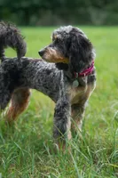 London, a female Bernedoodle and Miniature Bernedoodle for sale in Lansing, MI – 1 of 1