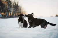 🎁🎄Rebel 🎄🎁, a female Border Collie and German Shepherd Dog for sale in Lansing, MI – Photo 4 of 6