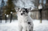 🎁🎄Rebel 🎄🎁, a female Border Collie and German Shepherd Dog for sale in Lansing, MI – Photo 3 of 6