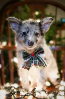 🎁🎄Rebel 🎄🎁, a female Border Collie and German Shepherd Dog for sale in Lansing, MI – Photo 2 of 6