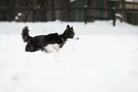 🎁🎄Rebel 🎄🎁, a female Border Collie and German Shepherd Dog for sale in Lansing, MI – Photo 5 of 6