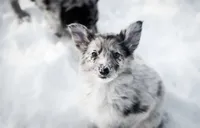 🎁🎄Rebel 🎄🎁, a female Border Collie and German Shepherd Dog for sale in Lansing, MI – Photo 1 of 6