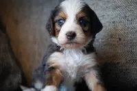Whitney, a female Aussiedoodle and Bernedoodle for sale in Lansing, MI – 3 of 4