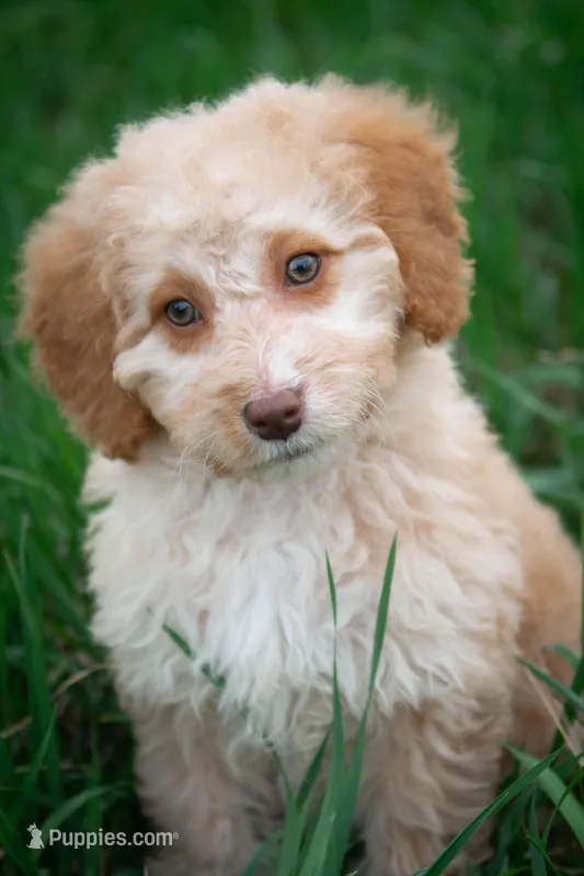 ✨ Luna ✨ – Miniature Bernedoodle, Miniature Aussiedoodle puppy for sale in Lansing, MI