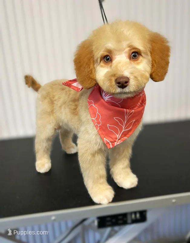 🌟 Luna 🌟 – Miniature Bernedoodle, Miniature Aussiedoodle puppy for sale in Lansing, MI