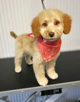 🧡 Luna 🧡, a female Miniature Bernedoodle and Miniature Aussiedoodle for sale in Lansing, MI – 3 of 9