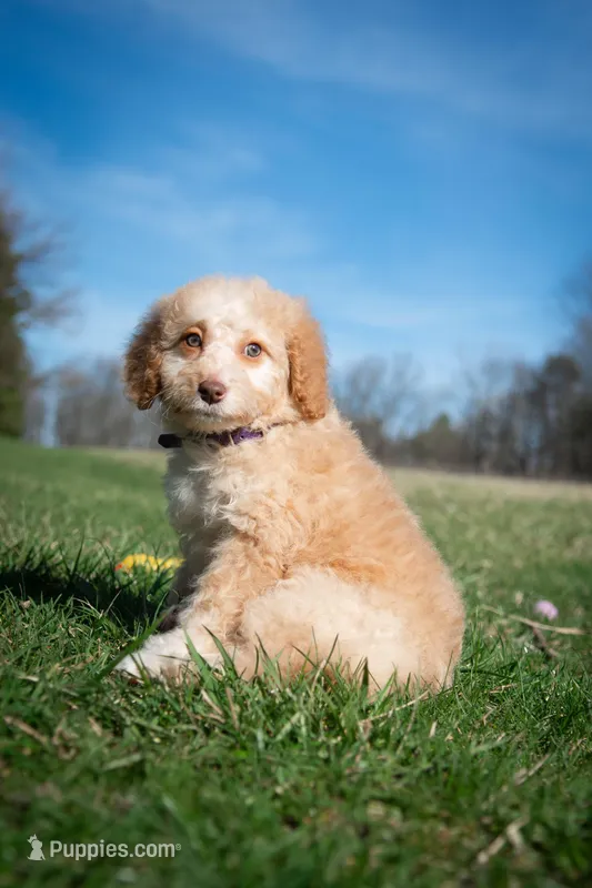 ⭐ LUNA ⭐ – Miniature Bernedoodle, Miniature Aussiedoodle puppy for sale in Lansing, MI