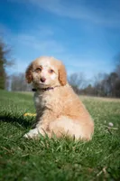 ✨ Luna ✨, a female Miniature Bernedoodle and Miniature Aussiedoodle for sale in Lansing, MI – Photo 6 of 9