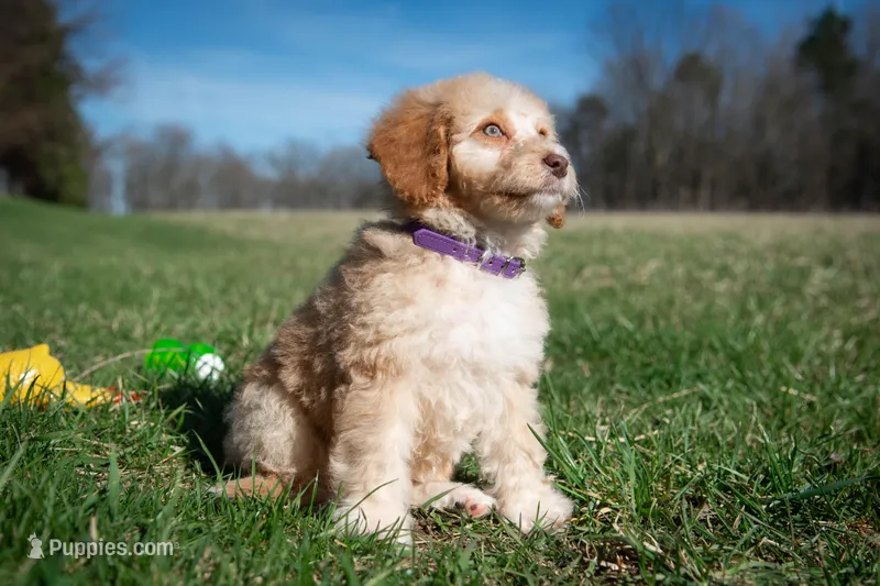⭐ LUNA ⭐ – Miniature Bernedoodle, Miniature Aussiedoodle puppy for sale in Lansing, MI