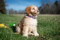 ✨ Luna ✨, a female Miniature Bernedoodle and Miniature Aussiedoodle for sale in Lansing, MI – Photo 1 of 9