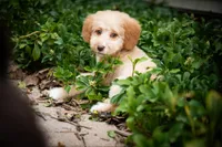🧡 Luna 🧡, a female Miniature Bernedoodle and Miniature Aussiedoodle for sale in Lansing, MI – 4 of 9