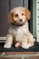 ✨ Luna ✨, a female Miniature Bernedoodle and Miniature Aussiedoodle for sale in Lansing, MI – Photo 7 of 9