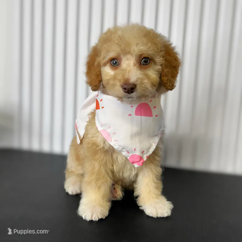 ⭐ LUNA ⭐ – Miniature Bernedoodle, Miniature Aussiedoodle puppy for sale in Lansing, MI