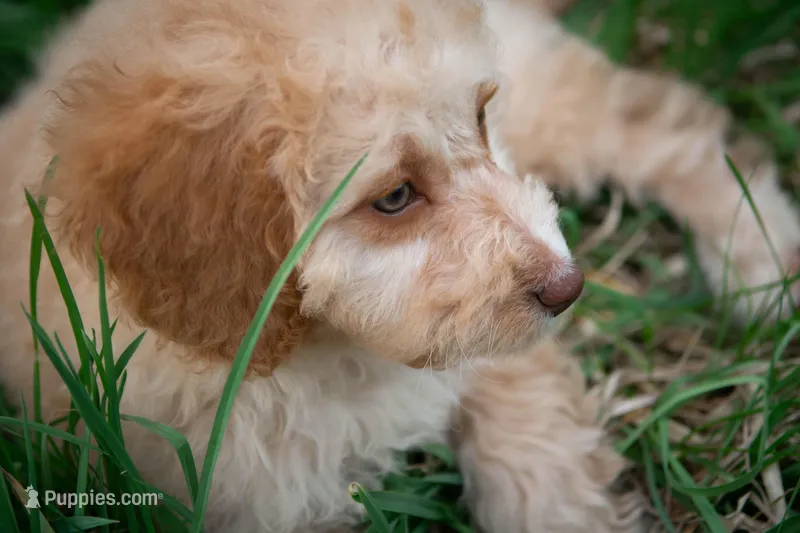 ✨ Luna ✨ – Miniature Bernedoodle, Miniature Aussiedoodle puppy for sale in Lansing, MI